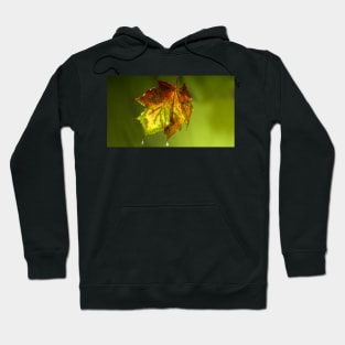 Sugar Coated Autumn Maple Leaf Hoodie